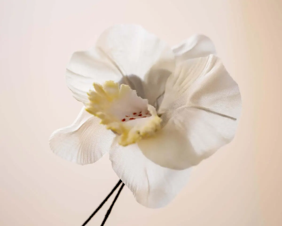 Boutonnière Orchidee Champagner (Orchidaceae) - Ansicht 2