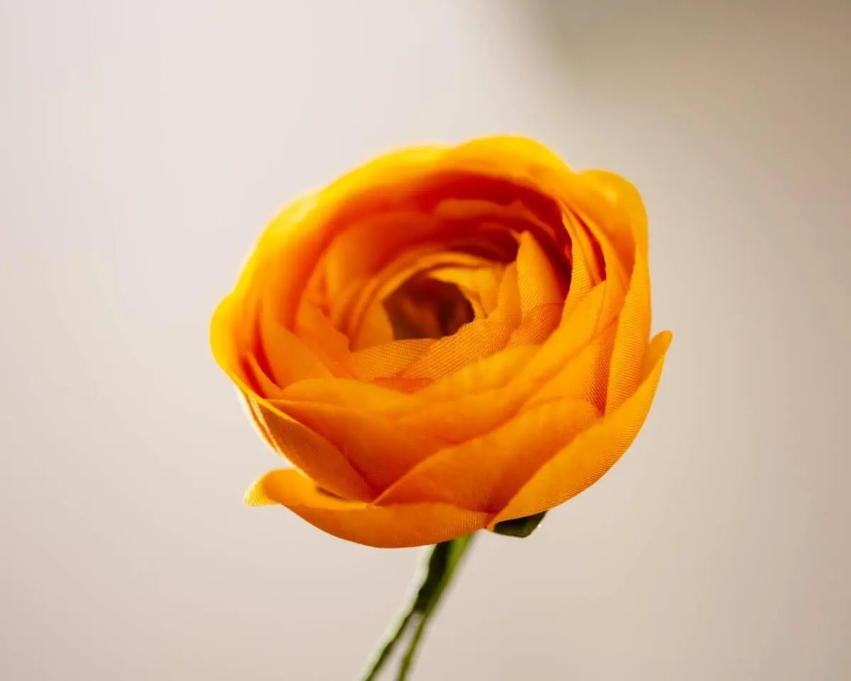 Boutonnière Ranunkel Orange (Ranunculus) - Ansicht 2