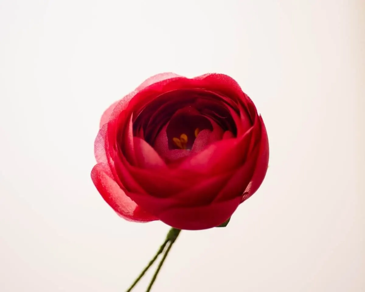 Boutonnière Ranunkel Rot (Ranunculus) - Ansicht 2