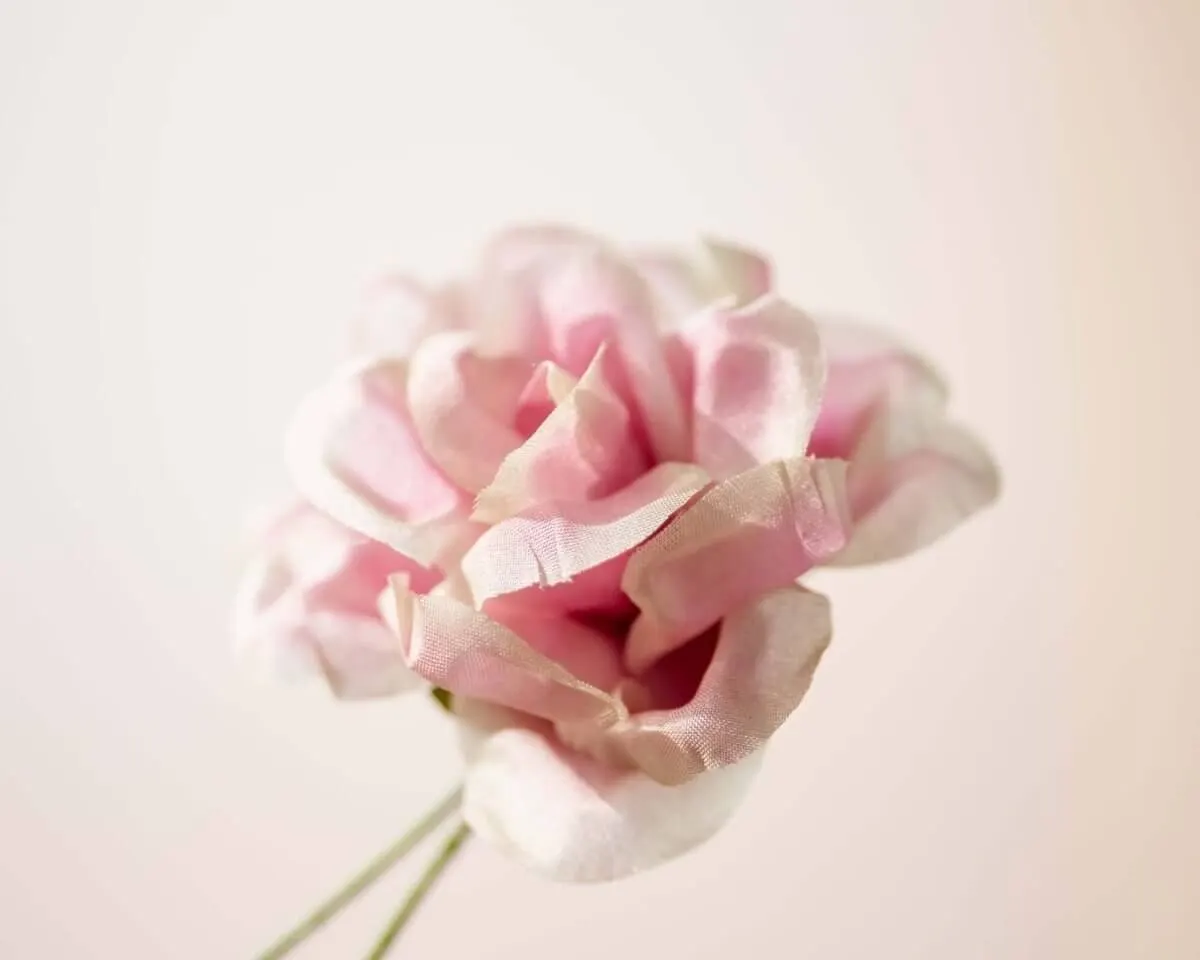 Boutonnière Rose Altrosa (Rosa odorata) - Ansicht 2