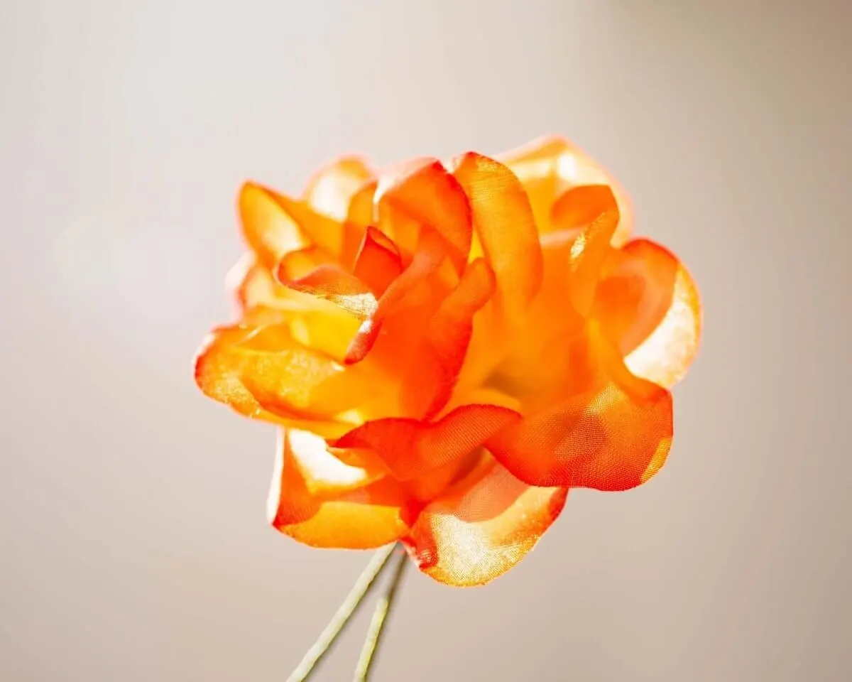 Boutonnière Rose Orange (Rosa odorata) - Ansicht 2