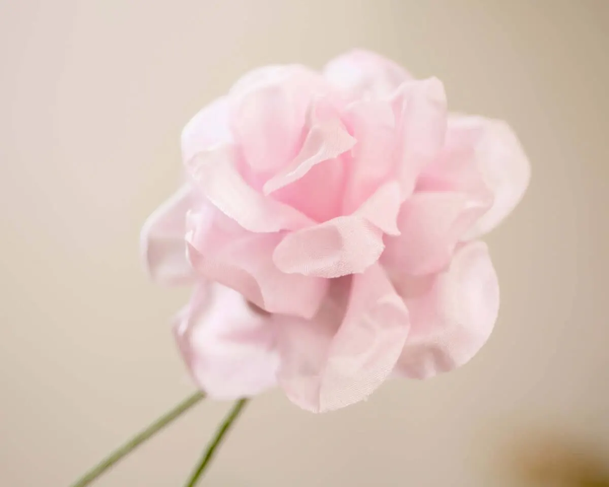 Boutonnière Rose Rosa (Rosa odorata) - Ansicht 2