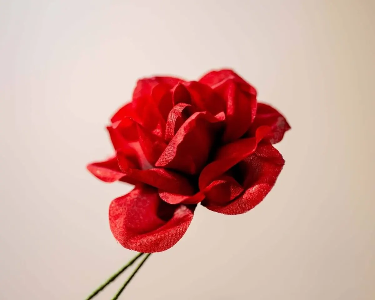 Boutonnière Rose Rot (Rosa odorata) - Ansicht 2