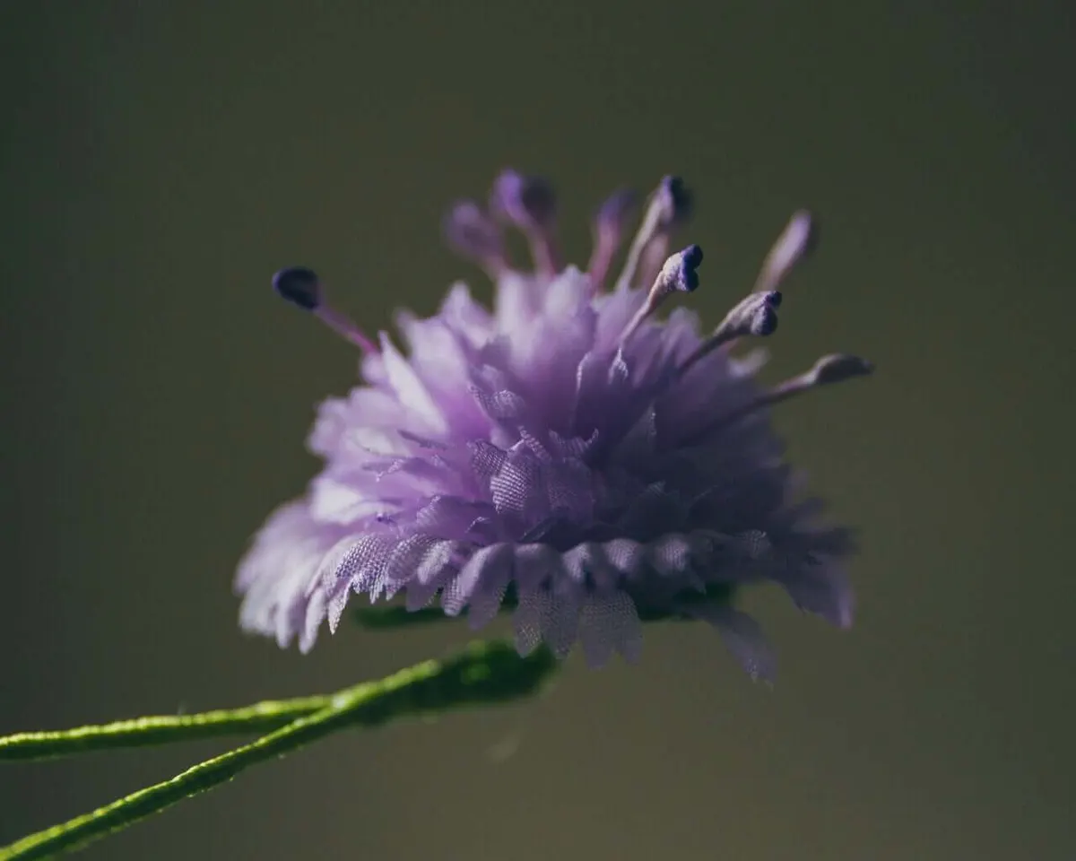 Boutonnière Skabiose (Scabiosa japonica) - Ansicht 4